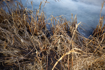 Fototapeta premium View over dried brown grass of a frozen pond