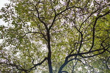 crown of an autumn tree with yellow-green leaves