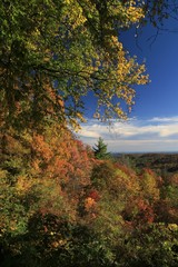 indian sumer with colorful autumn leaves