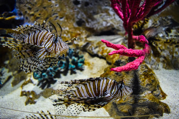 Lionfish