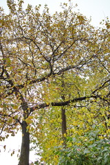 crown of an autumn tree with yellow-green leaves