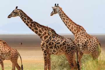 Giraffes in Lake Manyara National Park - Tanzania