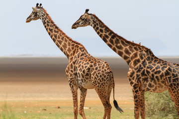 Giraffes in Lake Manyara National Park - Tanzania