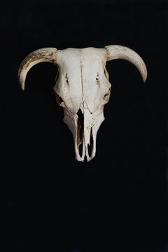 White cow skull on black wall