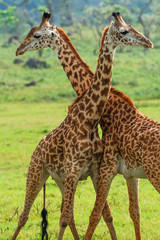 Giraffes in Arusha National Park - Tanzania