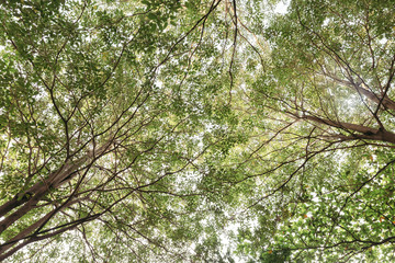 Branches and green leaves of big tree with light that look below from the ground in Bangkok, Thailand.