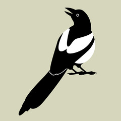 magpie vector illustration style flat
