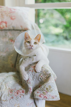 Cat stares at something while wearing protective collar and laying on armchair's arm