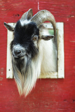 Billy Goat