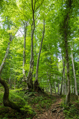 Footpath in Forest Crimean Peninsula Sunny Green Trees Summer Landscape Background