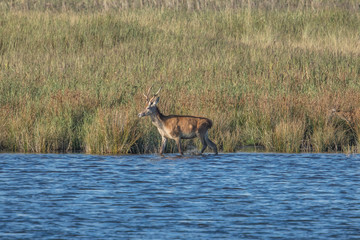 spießer im wasser