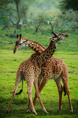 Naklejka na ściany i meble Giraffes in Arusha National Park - Tanzania