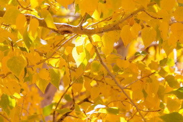 Close-up of Bright golden aspen leaves illuminated by the sun in the early autumn.