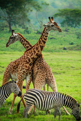 Obraz premium Giraffes in Arusha National Park - Tanzania