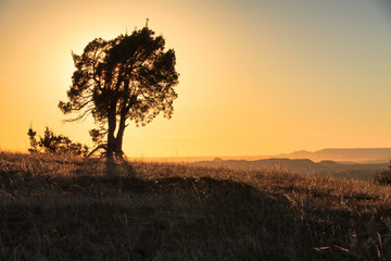 A tree silhouettes the setting sun in Theodore Roosevelt National Park, North Dakota