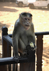 Monkey in Goa. India