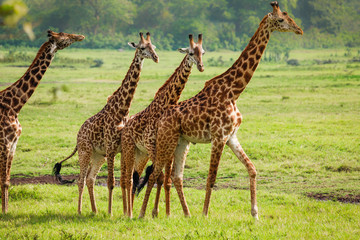 Giraffes in Arusha National Park - Tanzania