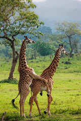 Giraffes in Arusha National Park - Tanzania