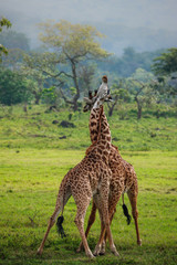 Giraffes in Arusha National Park - Tanzania
