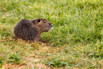Naklejka na ściany i meble beaver sits on the grass
