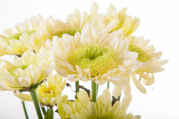 autumn astra detail of a flower on a white background