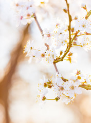 Kirschblüte im Frühling