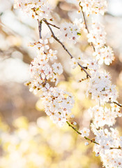 Kirschbl&uuml;te im Fr&uuml;hling
