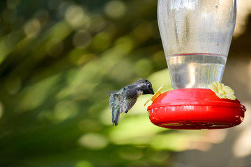 Kolibri (Trochilidae)