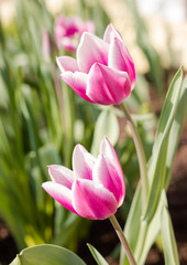 Pinke Tulpen im Frühling