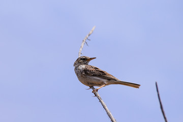 Berthelot's Pipit Anthus berthelotii madeirensis perched on a tree branch in Porto Santo Island, north of Madeira, Portugal