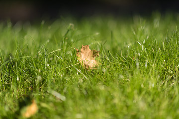 green grass
