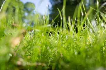 green grass