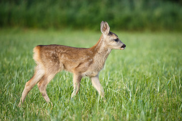 Young wild roe deer in grass, Capreolus capreolus. New born roe deer, wild spring nature.