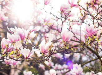 Magnolia im Frühling