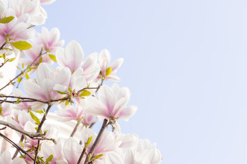 Obraz premium Blühende Magnolia im Frühling