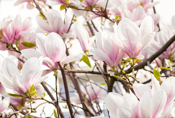Magnolia im Frühling