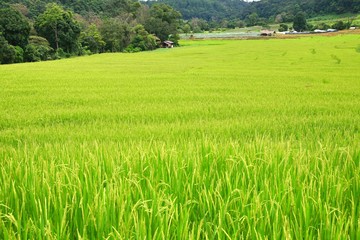 Obraz premium Rice terrace at Doi Inthanon National Park Chom Thong District Chiang Mai Province,Thailand
