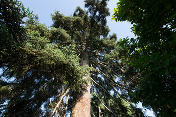 Fototapeta premium Tree photography during sunset