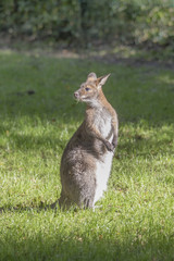 Känguru