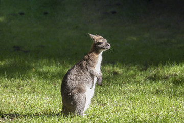 Känguru