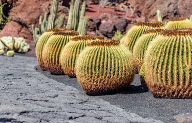 Jardin de Cactus