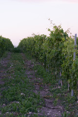 Fototapeta na wymiar sunset over vineyard