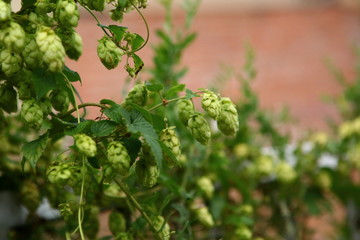 Hops is a plant from which bitterness and syrup are made as the main flavor ingredient for beer.
