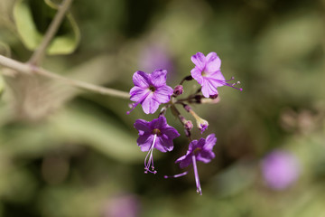 Flowers of Commicarpus pedunculosus