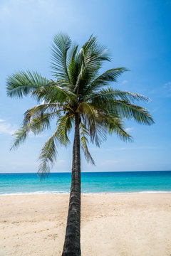 Palm tree on the beautiful tropical sandy beach over blue sea and sky background
