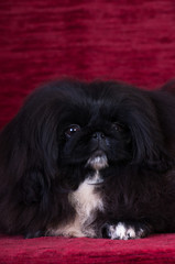 Pekingese puppy portrait at studio on red velvet background