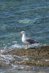 Seagull standing alone