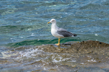 Seagull standing by the sea