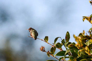 Colibri, Kolibri (Trochilidae)