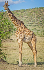 Africa